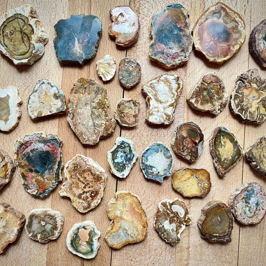 Petrified Wood Slice - GetYourCrystal